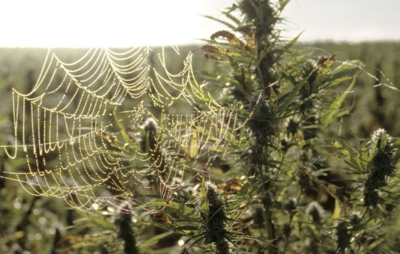 A spider web in a cannabis plant