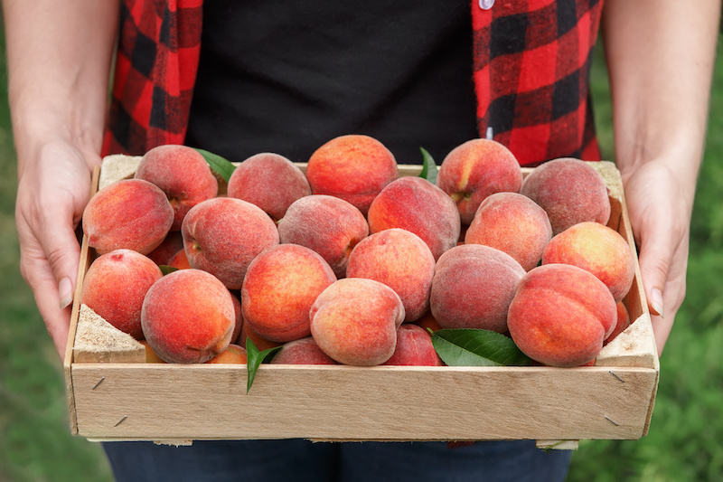 A crate of freshly picked peaches