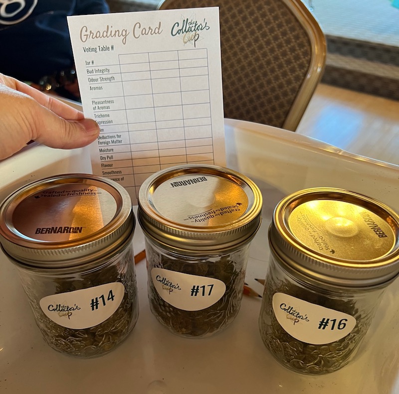 Cannabis in jars for judging