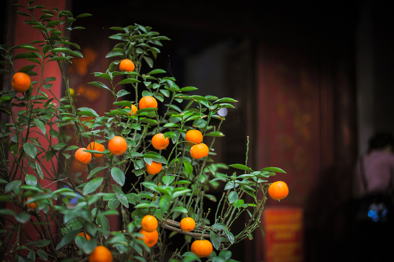 ripe orange mandarins on a small tree in the gaden