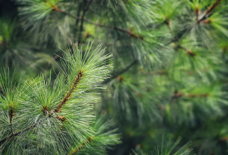 A close image of a pine tree